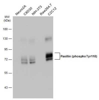 Western Blot: Paxillin [p Tyr118] Antibody [NBP3-13073]